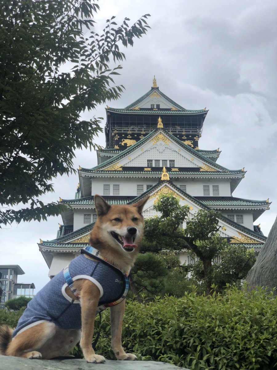 柴犬こたろう Osaka 大阪城 柴犬 わんことお出かけ 大阪城