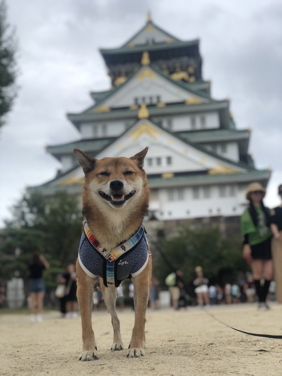 柴犬こたろう Osaka 大阪城 柴犬 わんことお出かけ 大阪城