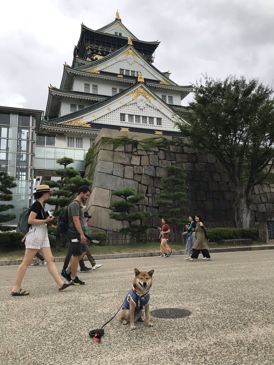 柴犬こたろう Osaka 大阪城 柴犬 わんことお出かけ 大阪城