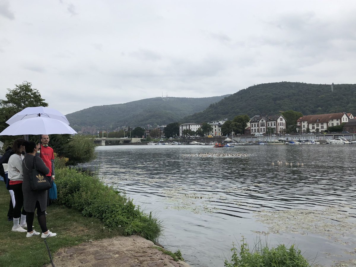 StruemperS's tweet photo. Rain started to kick in 🌦. However our goose-supporters seem to love it. 🚣♂️🦆🦢☺️ #HCMrow #WeAreASWHCM #RudernGegenKrebs #FightAgainstCancer #Heidelberg https://t.co/g5jA0iOrSQ