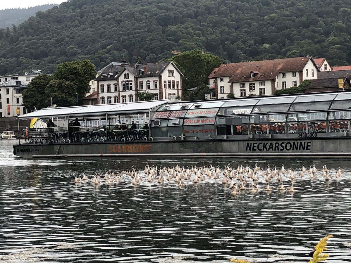 StruemperS's tweet photo. Rain started to kick in 🌦. However our goose-supporters seem to love it. 🚣♂️🦆🦢☺️ #HCMrow #WeAreASWHCM #RudernGegenKrebs #FightAgainstCancer #Heidelberg https://t.co/g5jA0iOrSQ
