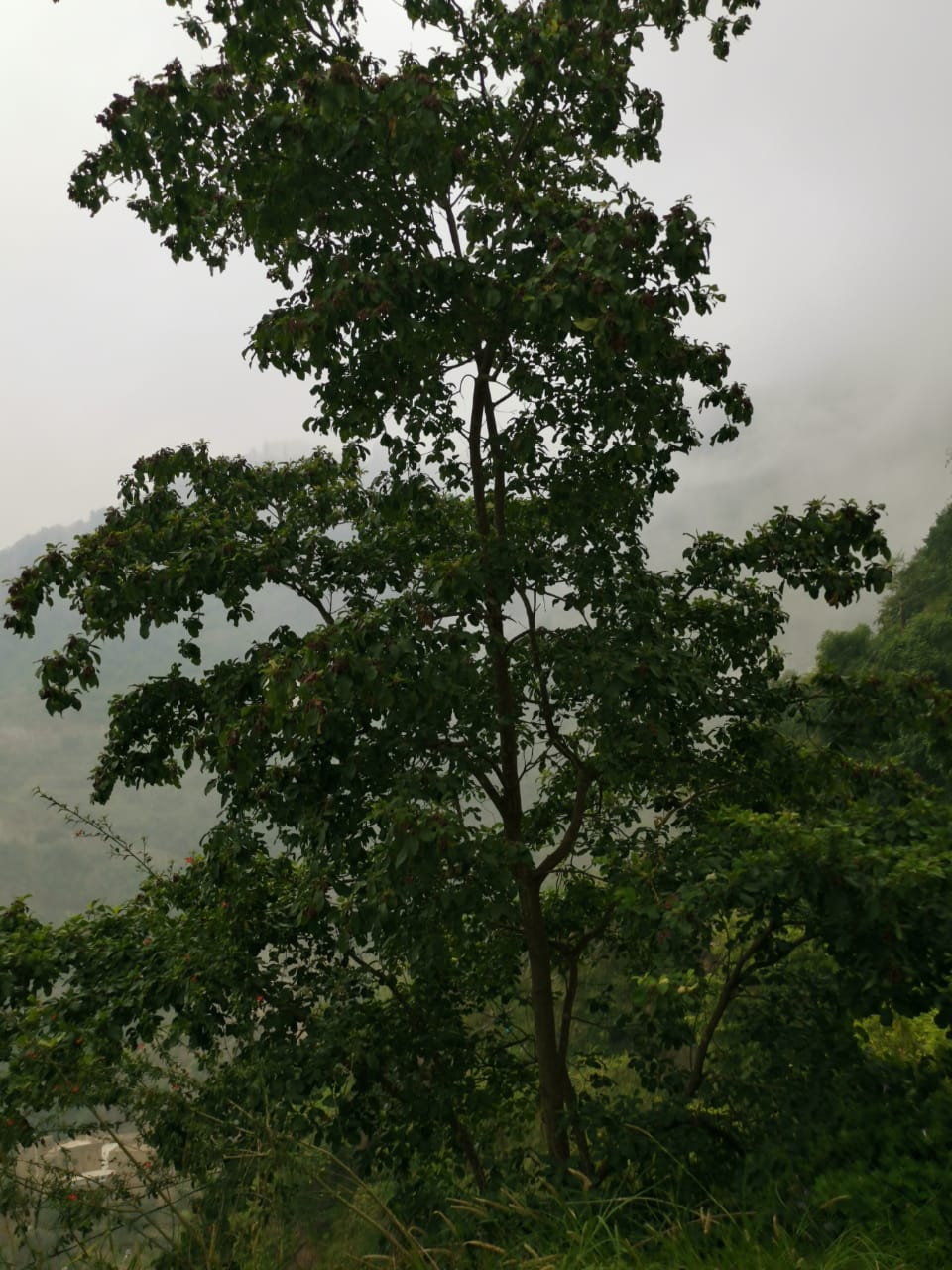 عيسى علي الفيفي on Twitter 