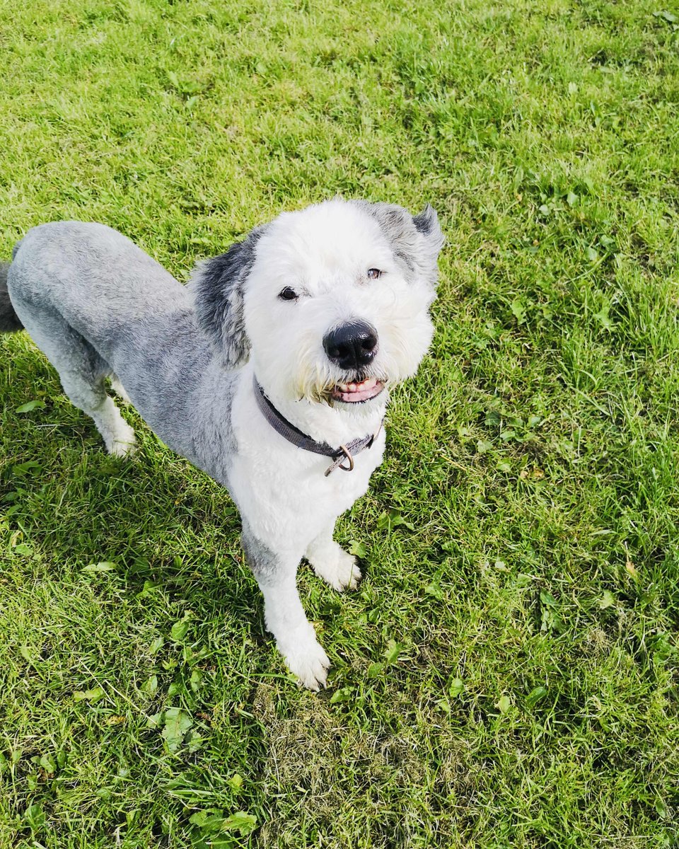 dogplaycreche's tweet photo. Smiiiiiiile it’s Saturday ♥️ hope you have a wonderful weekend with your four legged friends 🐶 #thedogplaycentre #yayfortheweekend #happydogs #dogsmiles #dogsofinstagram https://t.co/U49jWBxGh7