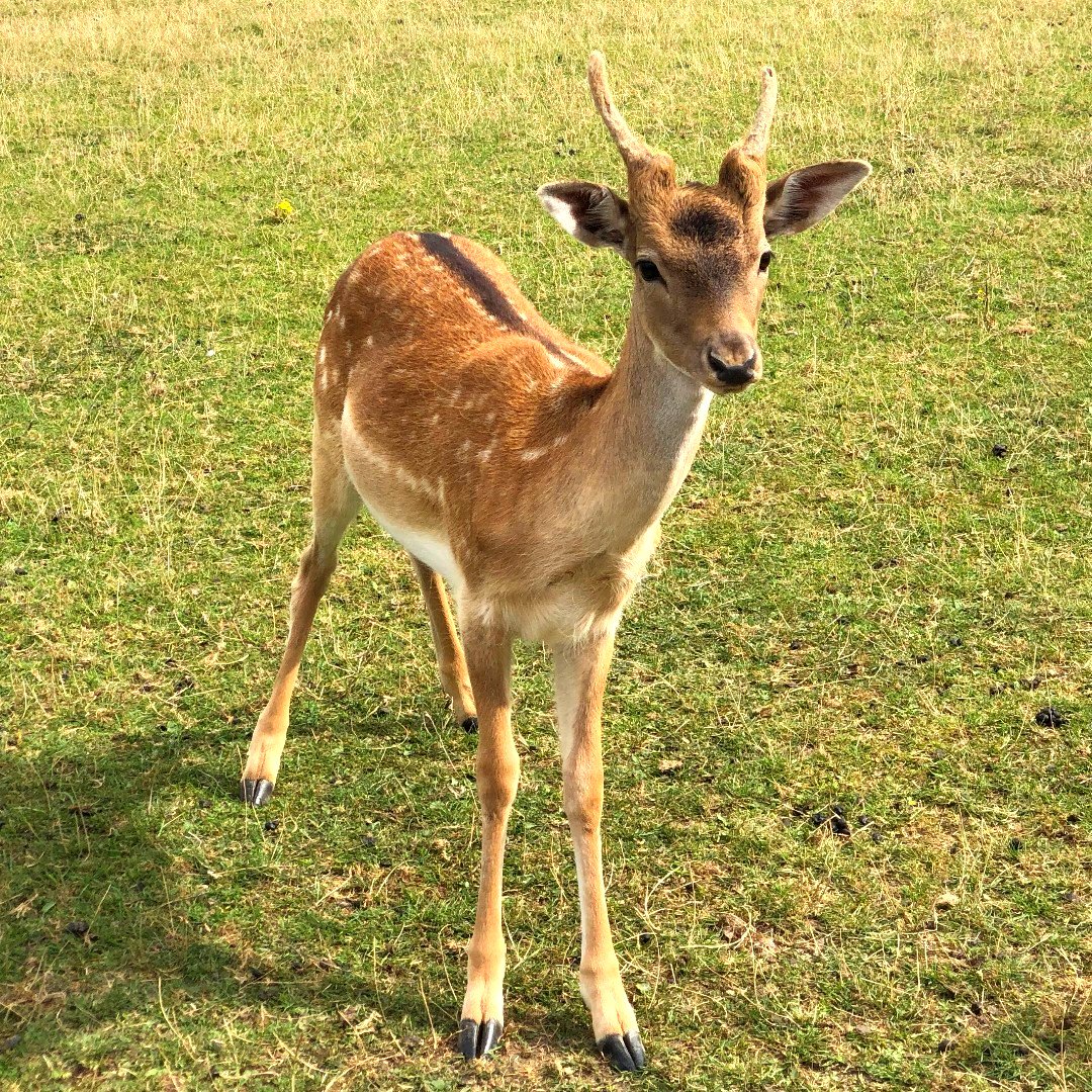 BockettsFarm's tweet photo. Hey Bambi 🦌 

#deer #insta #animalshots #bambi #bambidisney #animallovers #animalsaddict #animalspirit #animalsoninstagram #animalkingdom #animalsanctuary #animals_magic  #animal_fanatics #animalworld #animalsofinstagramce  #nature_of_our_world https://t.co/15fcrrlunI