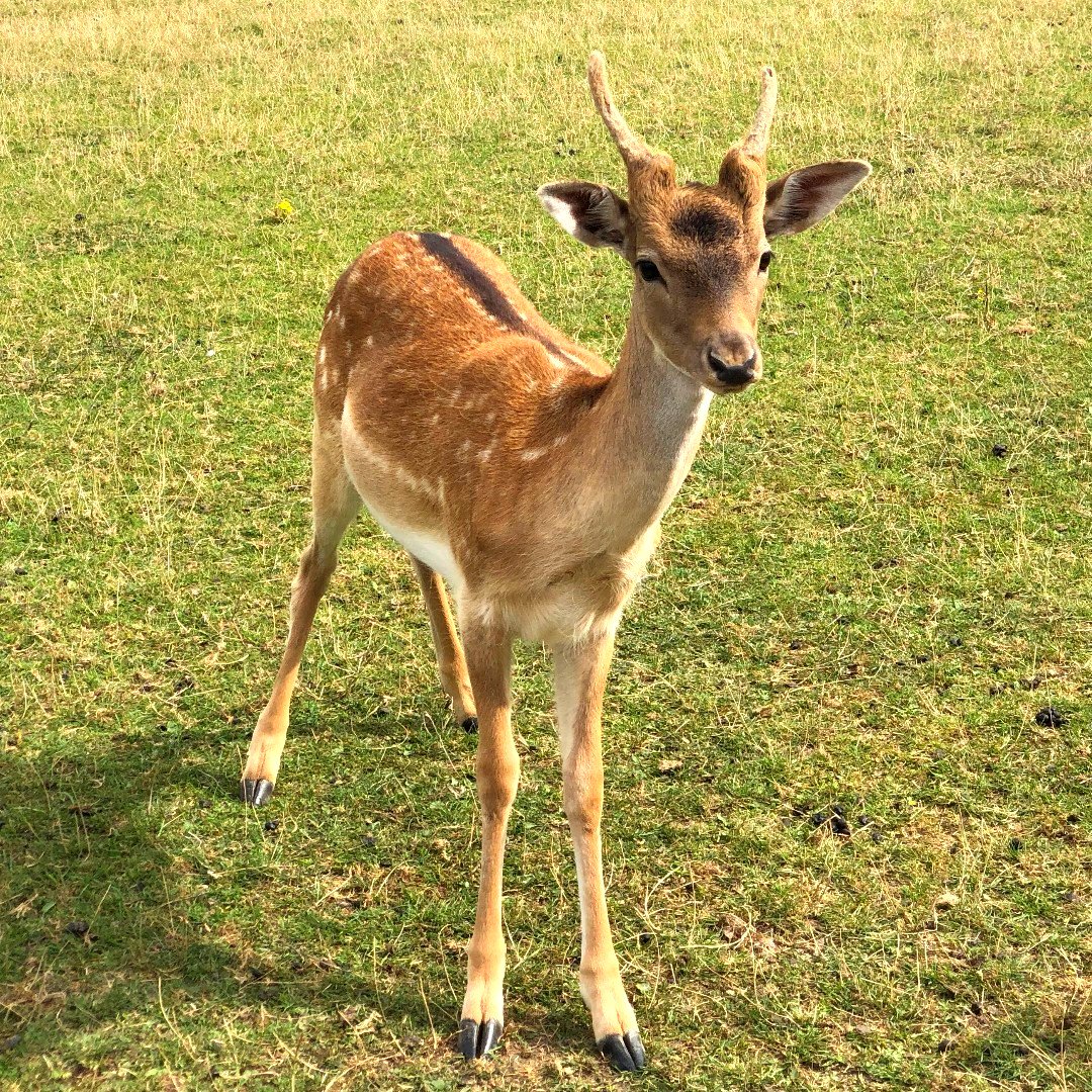 Hey Bambi 🦌 

#deer #insta #animalshots #bambi #bambidisney #animallovers #animalsaddict #animalspirit #animalsoninstagram #animalkingdom #animalsanctuary #animals_magic  #animal_fanatics #animalworld #animalsofinstagramce  #nature_of_our_world