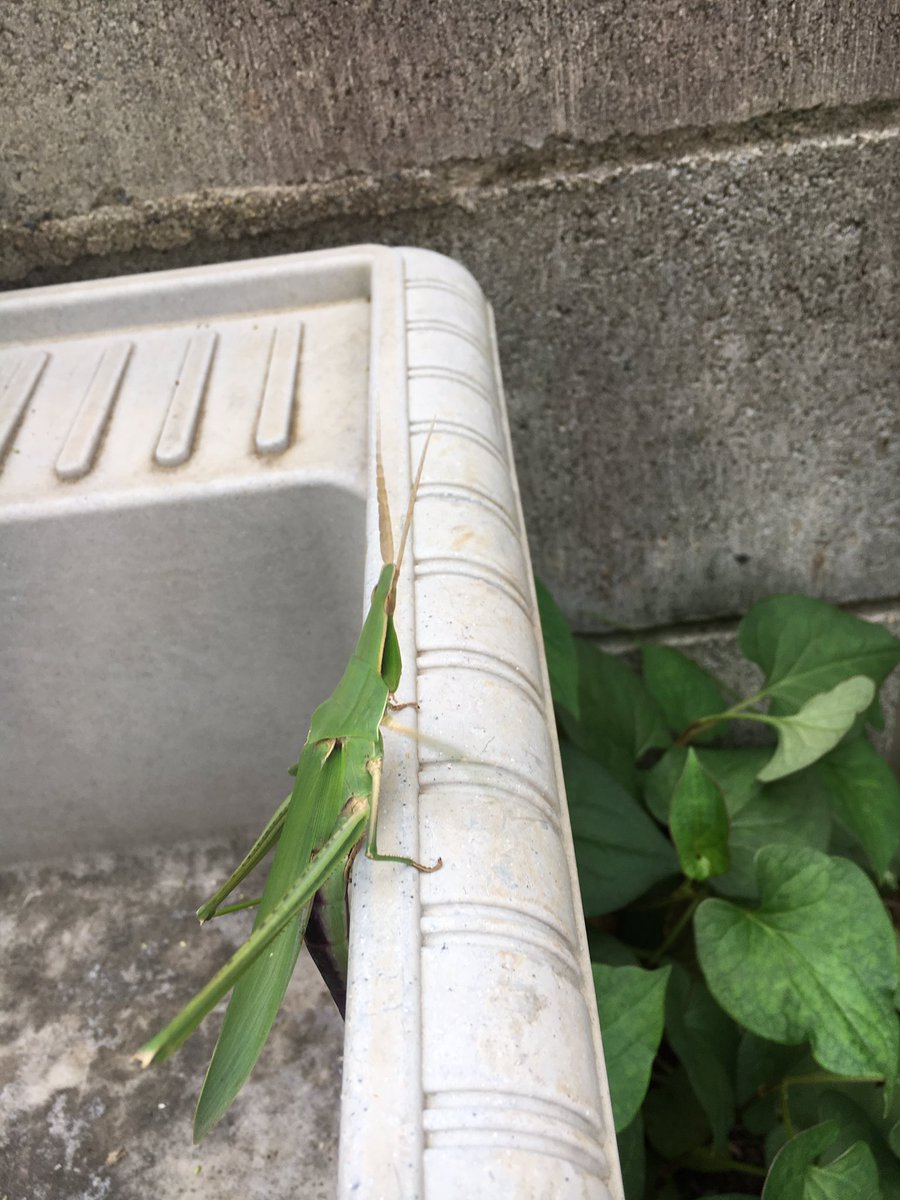 Palomita インスタを見た友人より お殿ではなくショウリョウバッタ さんでは との指摘が だね お殿は タチ ヒロシ顔だね いずれにしろキングサイズだね