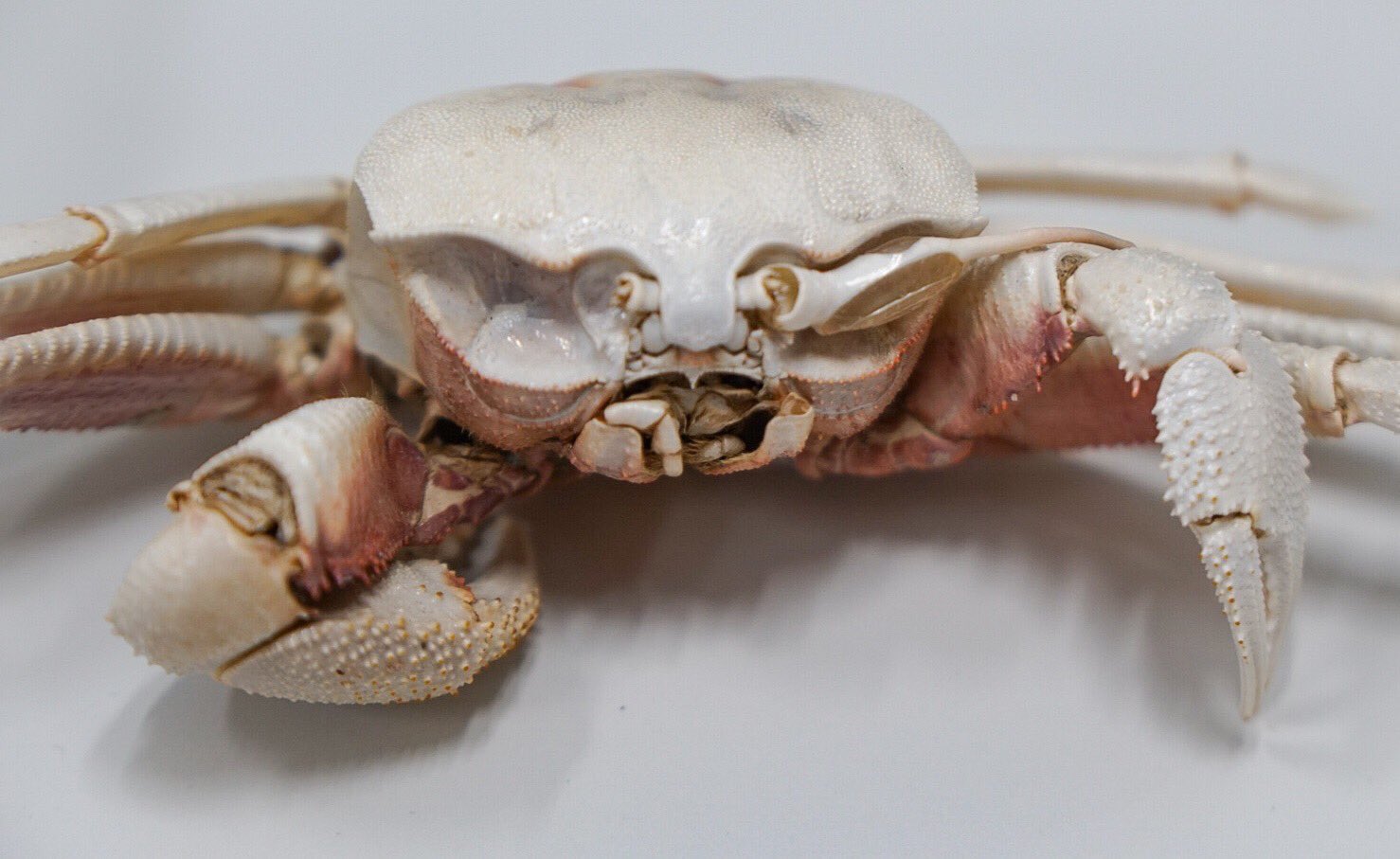 Hideo Kojima On Twitter Polishing The Game While Preparing Things For Tgs And Promotions After That As Well As For The Next Project I Want To Become A Crab Https T Co D11tbguzlg Twitter