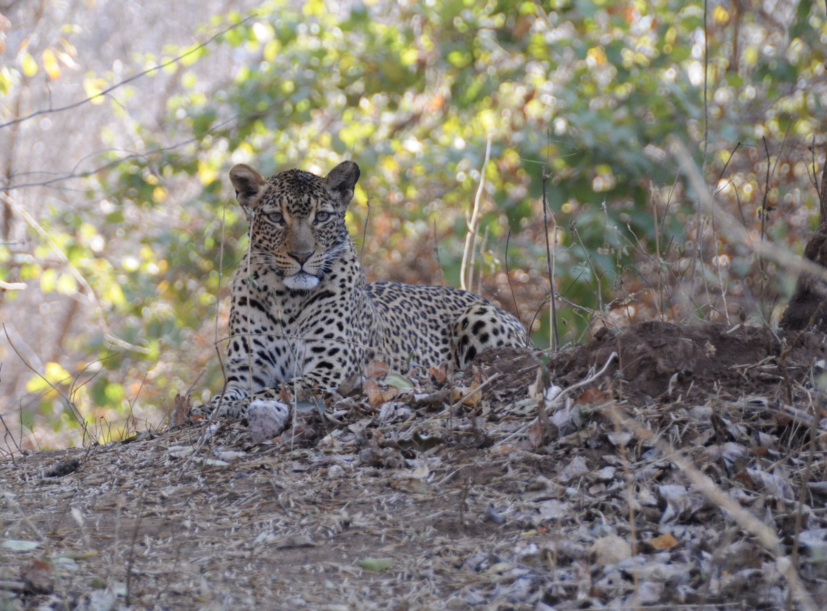 malcellis's tweet photo. Missing Africa 😢 #Zambia #safari #travel #wildlifephotography https://t.co/xCK0qs8sPS