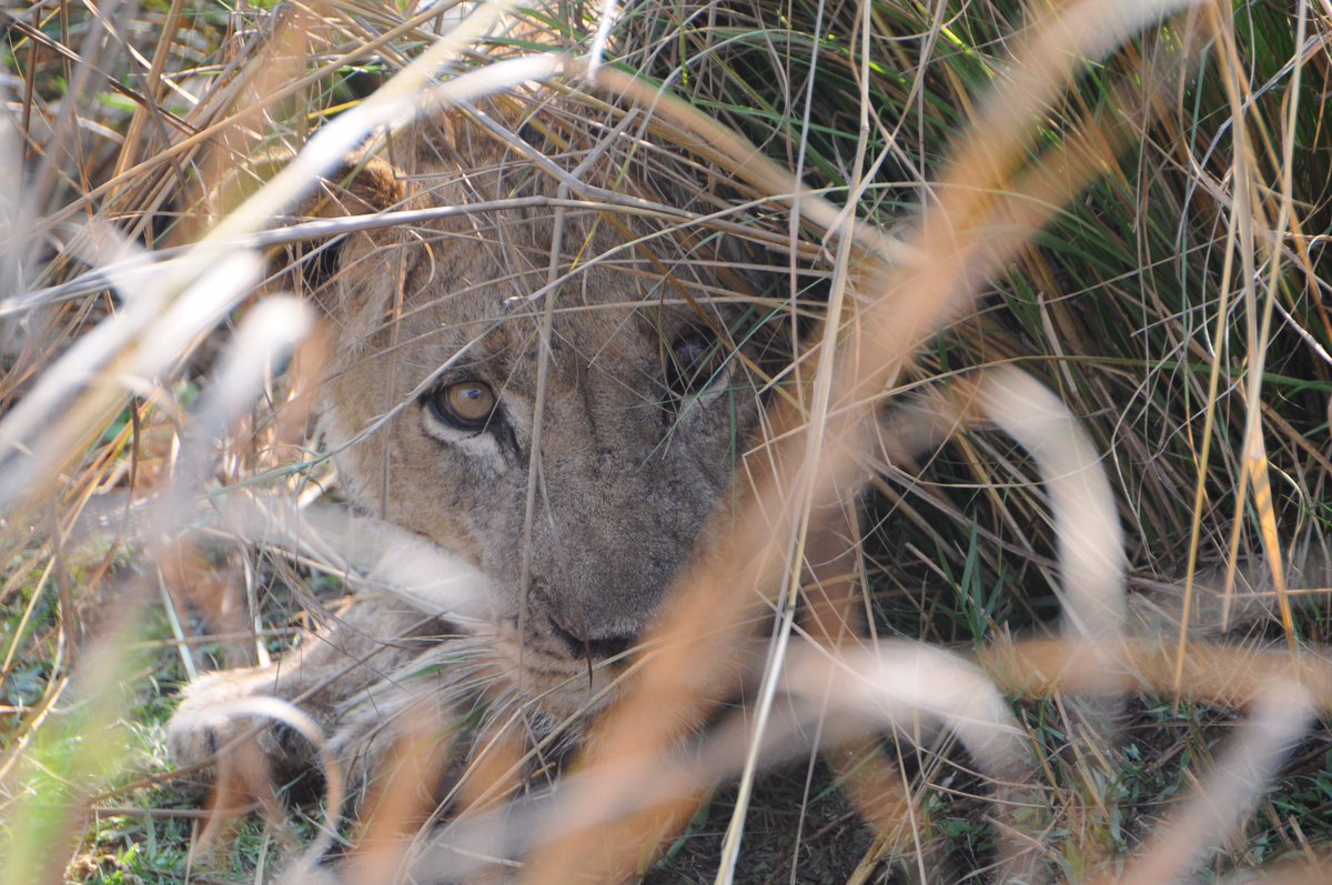malcellis's tweet photo. Missing Africa 😢 #Zambia #safari #travel #wildlifephotography https://t.co/xCK0qs8sPS