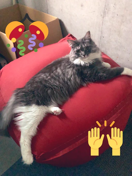 人をダメにする猫、買ってもマカロンベッドや他おもちゃみたいにスルーされるんだろうなと思いつつ試しに買ってみたら、次の日から「我の寝場所ここですがなにか?」みたいな顔で堂々とくつろぎ始めてやったー!てなりました! 