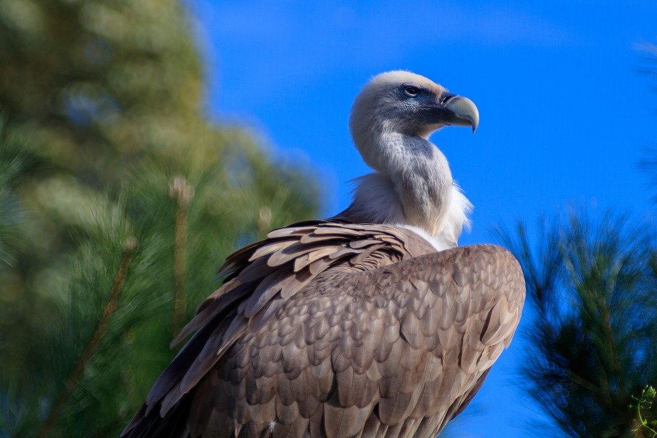 El primer sábado del mes de septiembre se celebra #ElDíaInternacionalDelBuitre
Si te gustan las aves de rapiña o rapaces y quieres descubrir más sobre los buitres y otras especies entra aquí.
🦅 bit.ly/34iO4js
#buitres #rapaces #aves #ecologia