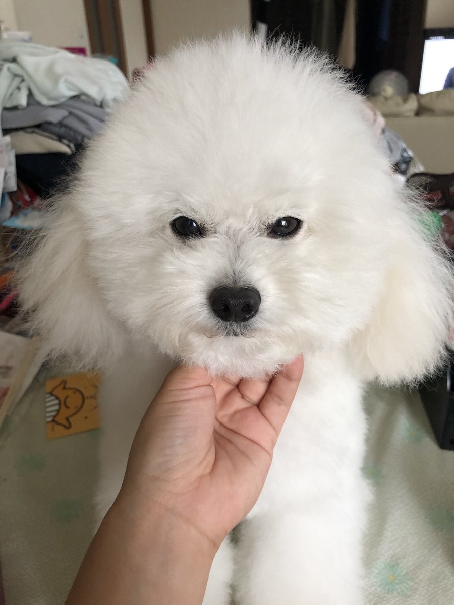 自宅シャンプー