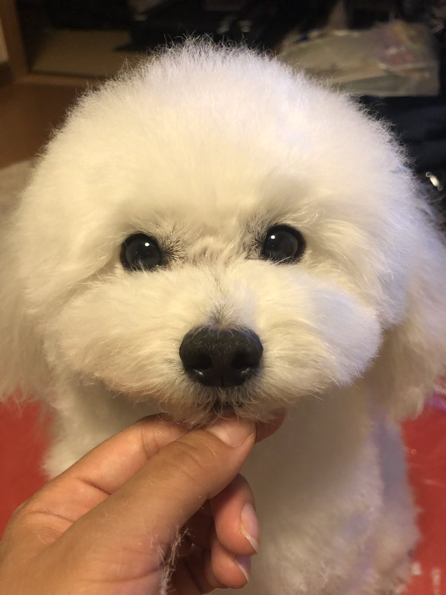 自宅シャンプー