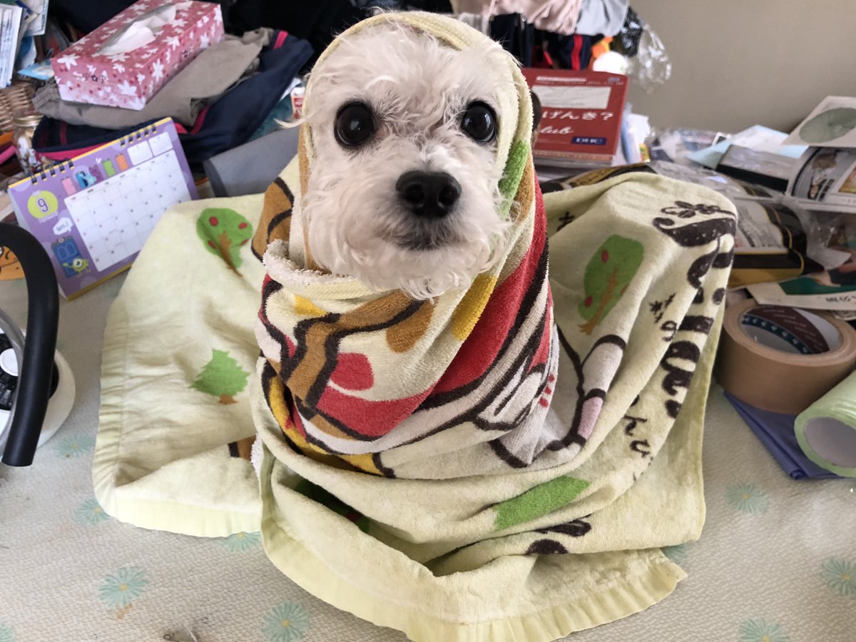 自宅シャンプー