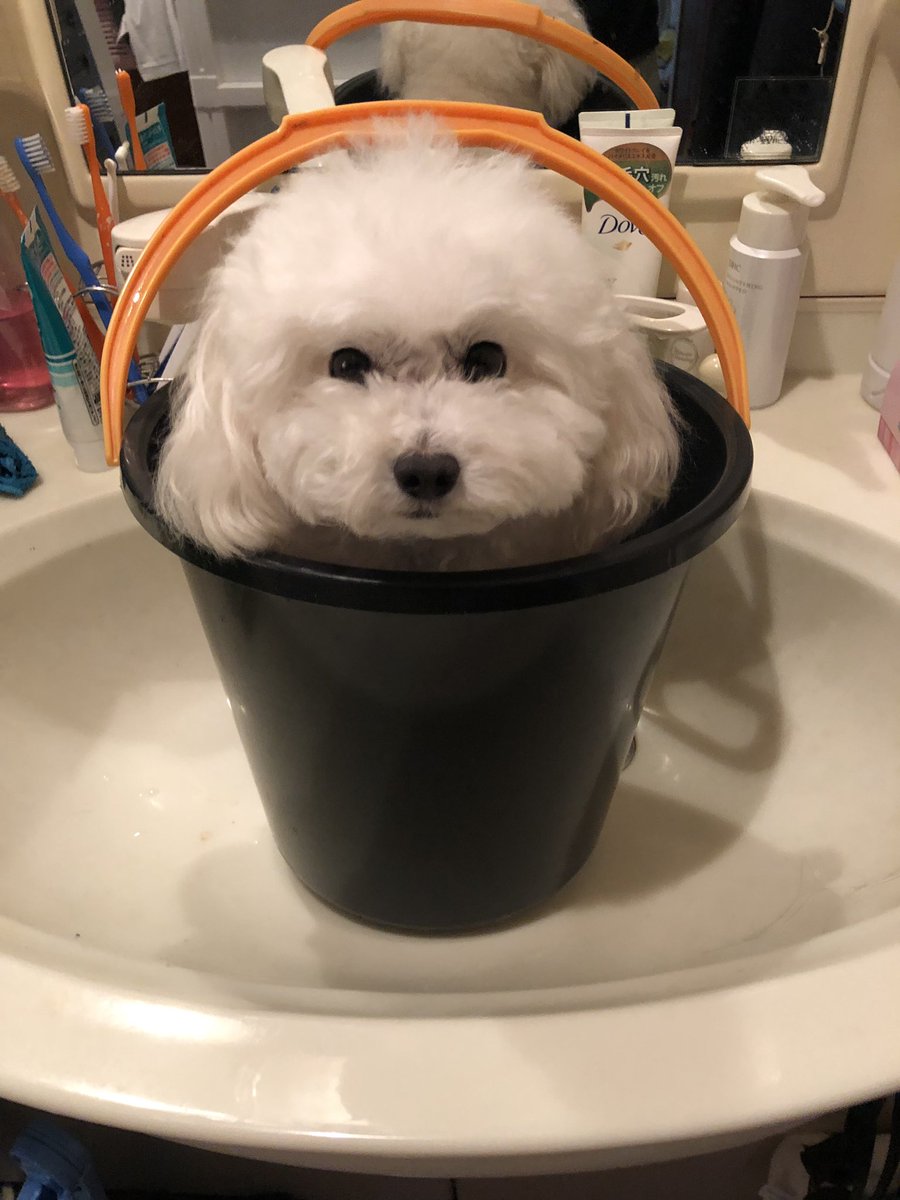 自宅シャンプー