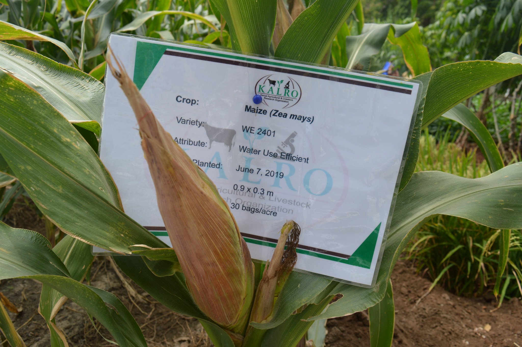 KALRO on Twitter "The TELA Maize Project builds on progress made from