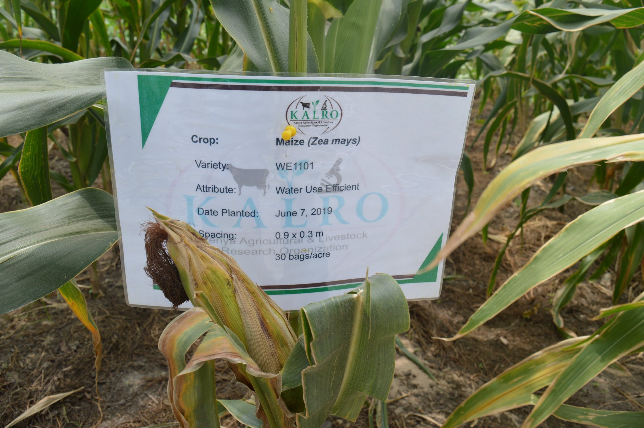 KALRO on Twitter "The TELA Maize Project builds on progress made from