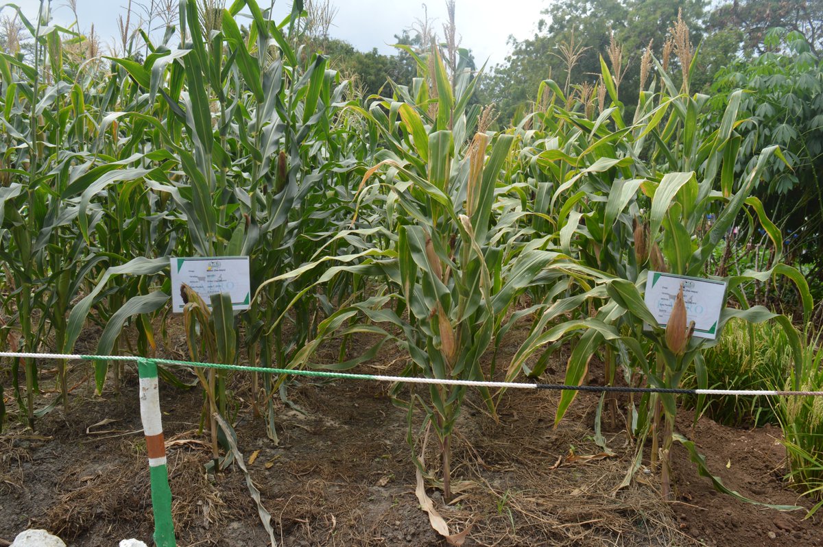 KALRO on Twitter "The TELA Maize Project builds on progress made from