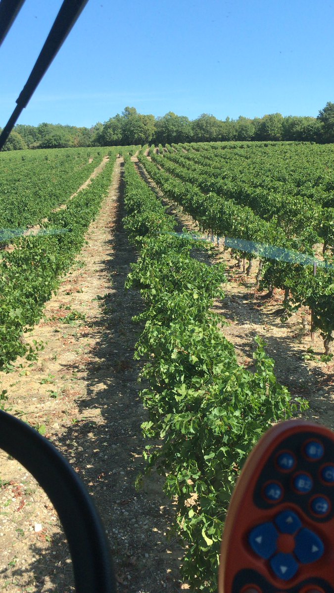 #vendanges des Merlots aujourd’hui