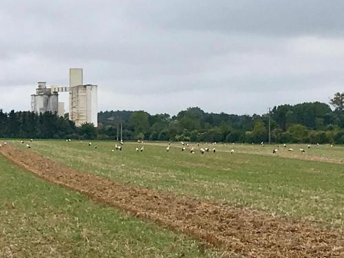 _lunion's tweet photo. #Video Une centaine de cigognes blanches posées près de #Reims
Un conseil : 👀 observez-les sans les déranger, elles ont besoin de repos ! #migration #longchemin https://t.co/khhE6L5aGY https://t.co/JkPyvgWx72