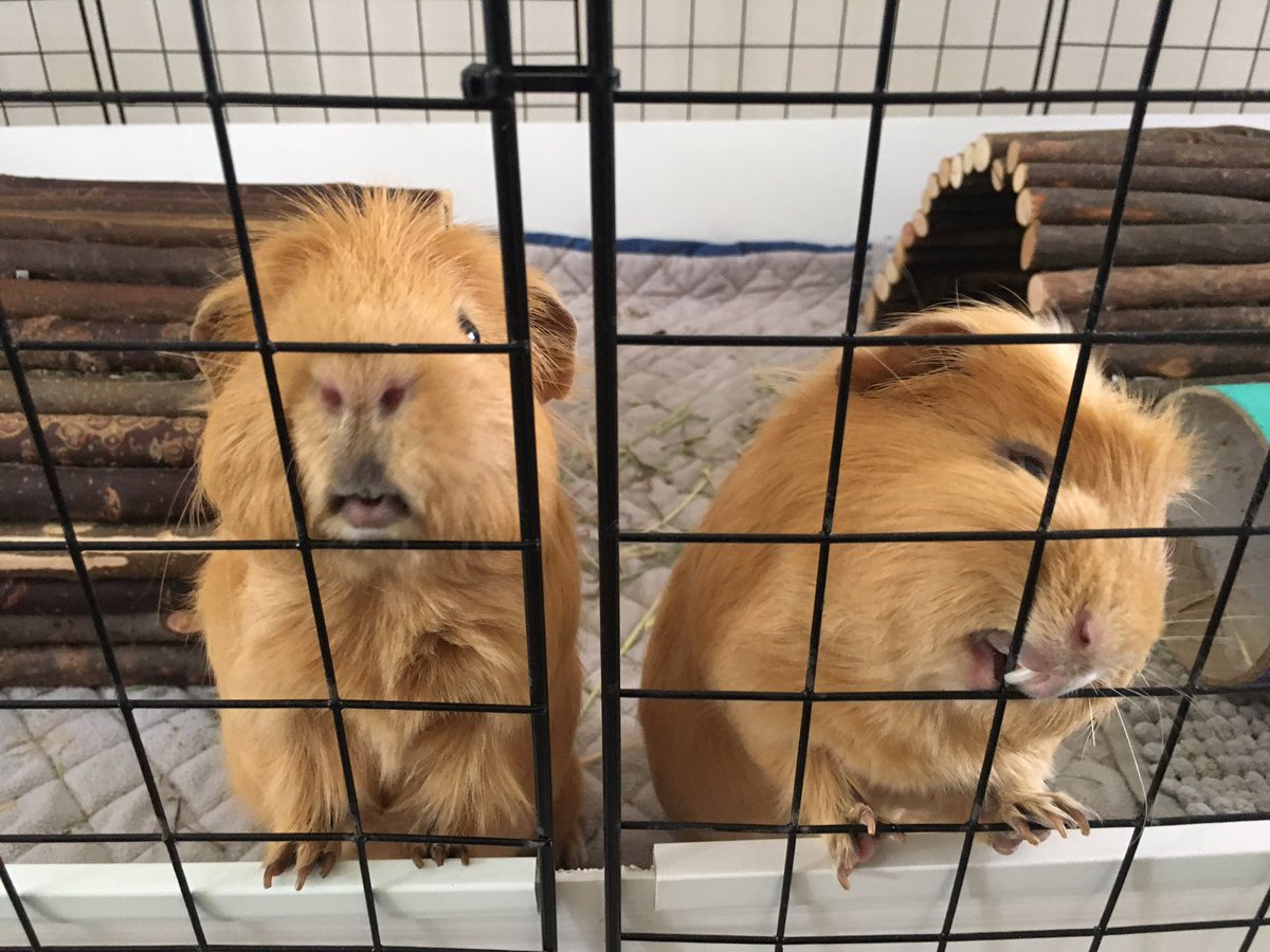 TuftyPiggie's tweet photo. Waiting for treats is a serious business... #goldenmischief #piggylips #teefs #goldenfloof https://t.co/TutQUMmWQO