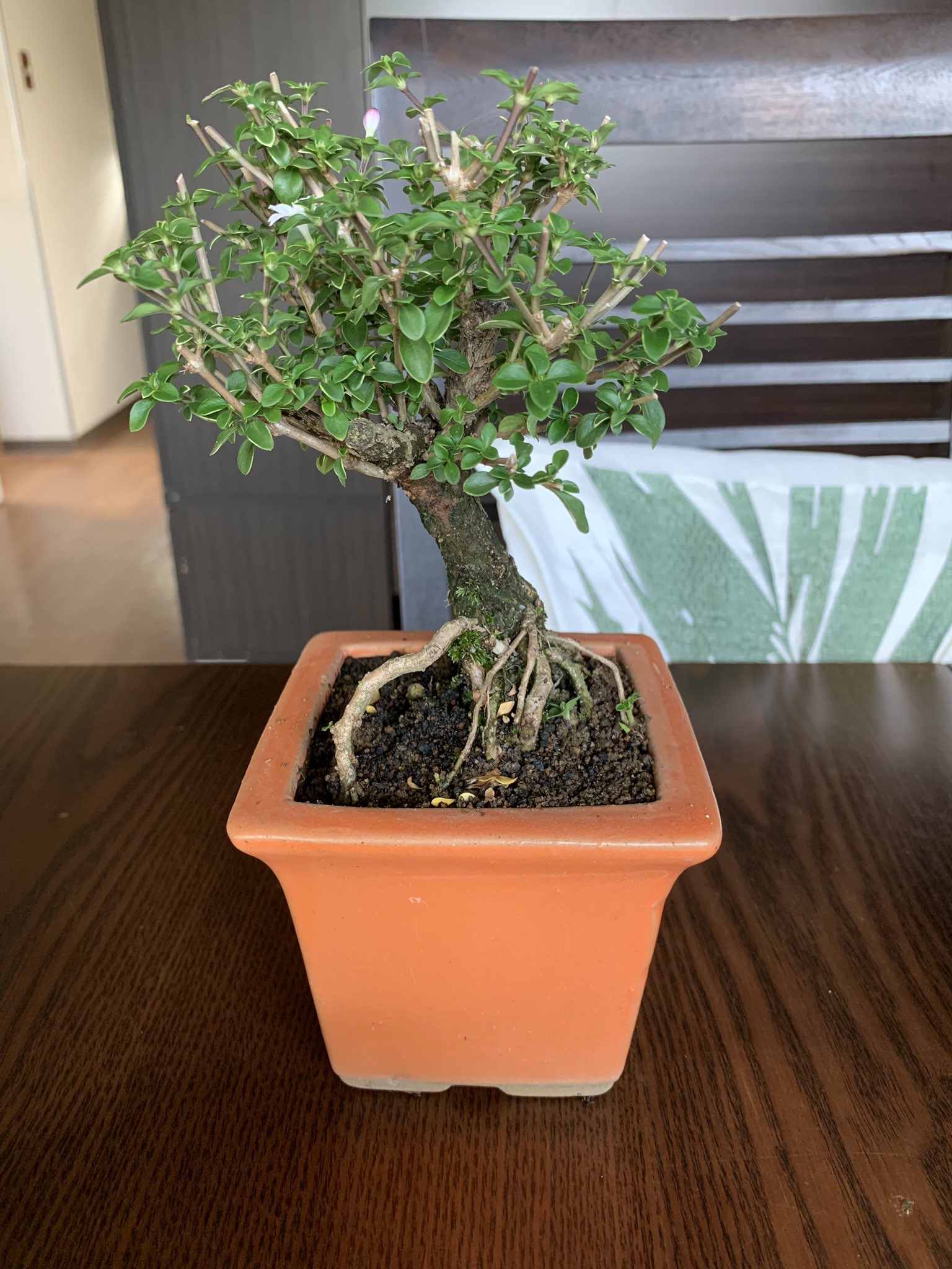 Yayoo 紅鳥花 白鳥花植え替え完成 ٩ ۶ 紅鳥花 白鳥花 斑入白鳥花 T Co Ehzzl7whaa Twitter