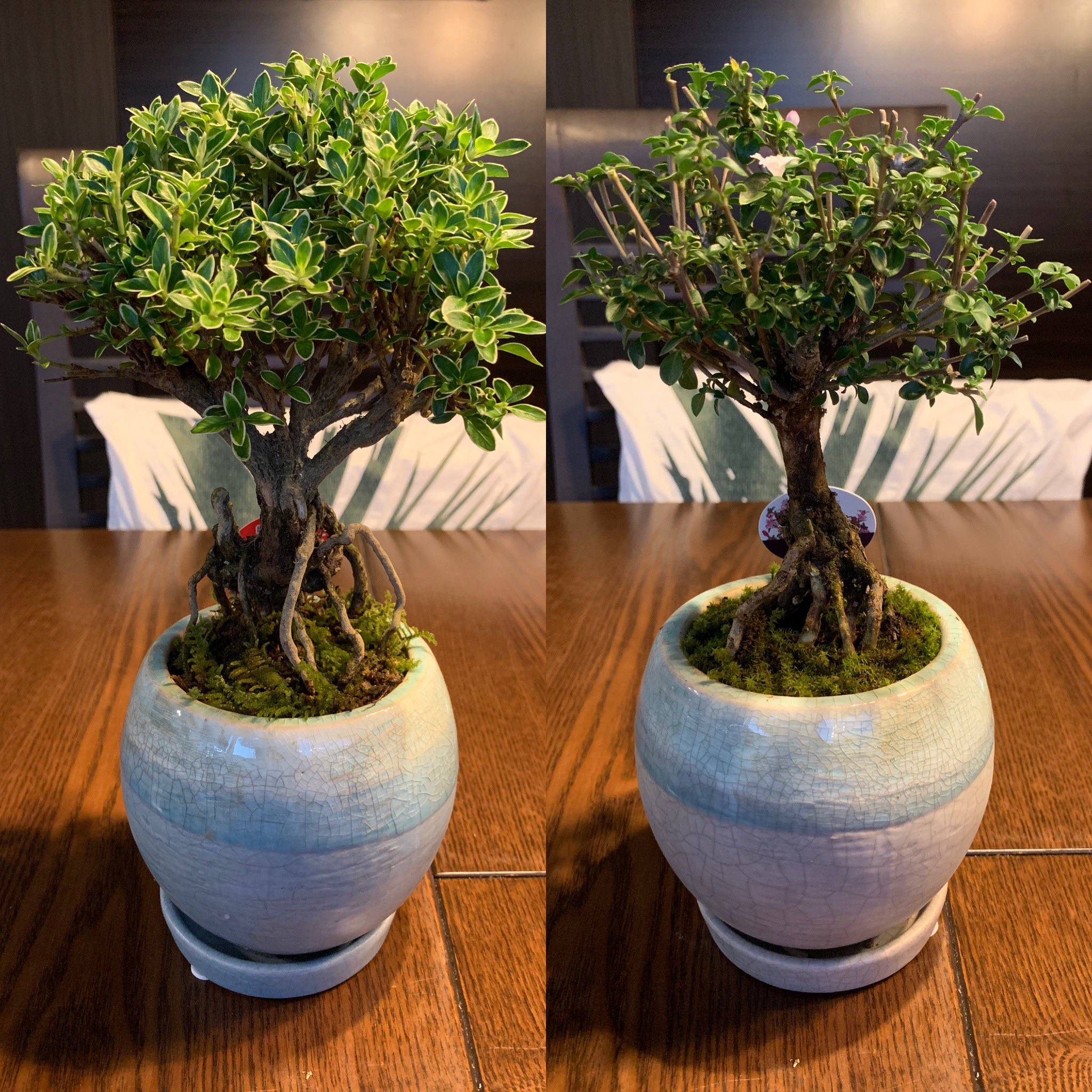 Yayoo 紅鳥花 白鳥花植え替え完成 ٩ ۶ 紅鳥花 白鳥花 斑入白鳥花 T Co Ehzzl7whaa Twitter