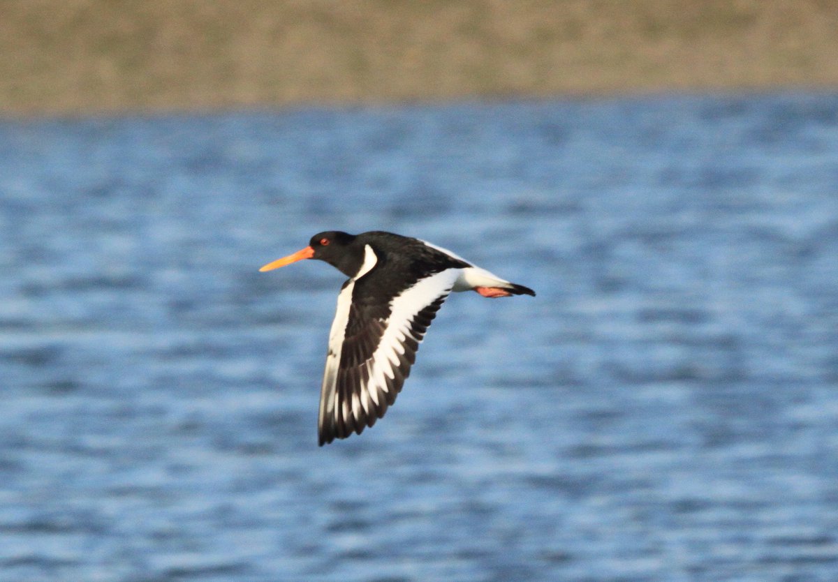 We were thrilled to spot this Oystercatcher soaring over our reservoir earlier on in the year 😍 You can't miss those bright orange eyes! #bedfordshire #wildlife