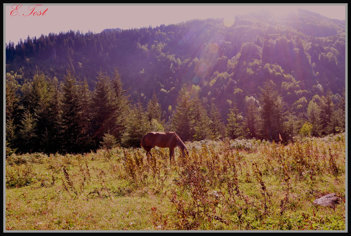 atakandost's tweet photo. #travelphotography #fotografía #picture #PictureOfTheDay #NaturePhotography #Eylül #doğa #cumartesi #saturday #karadeniz #blacksea #mountains #photo #Hatila #plateau https://t.co/WGkQOotJEu