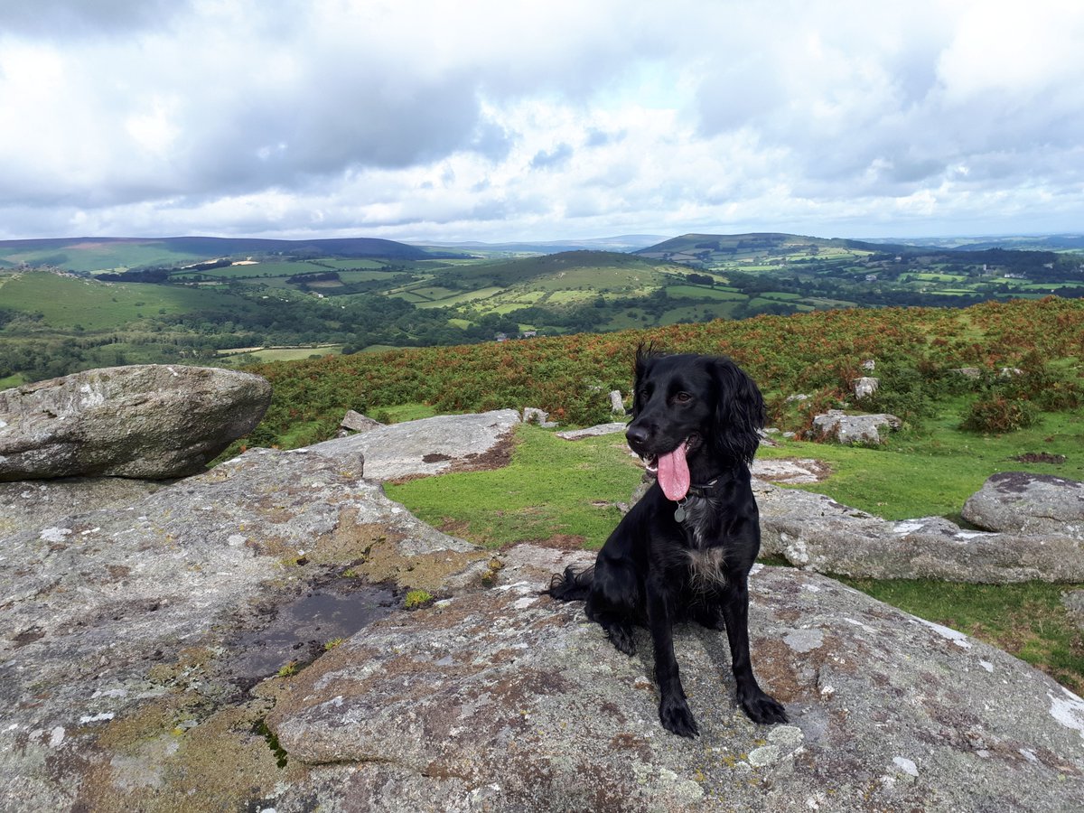PetsMarsh's tweet photo. Lovely morning in @dartmoornpa 😍

#SaturdayMorning #SaturdayMotivation @PetsatHome @AdoptionForPets https://t.co/9WS4OenljG