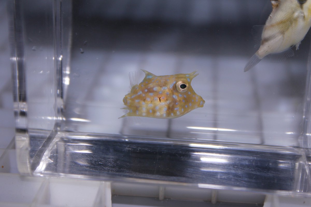 ブルーハーバー シマウミスズメ幼魚 ラクダハコフグに似てますけどね 背中のトゲのあるなしで判別可能です