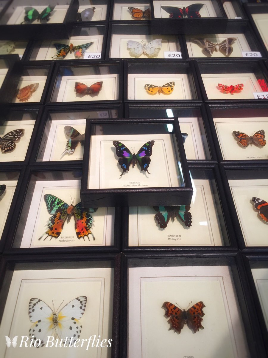 Good morning #CoventGarden! We’re here (as we are every weekend) at #JubileeMarket with our #HandMade real #Butterfly, #Moth & #Insect frames. If you’re after a unique gift, make sure to stop by and see our incredible range!

#Taxidermy #LondonMarkets #London