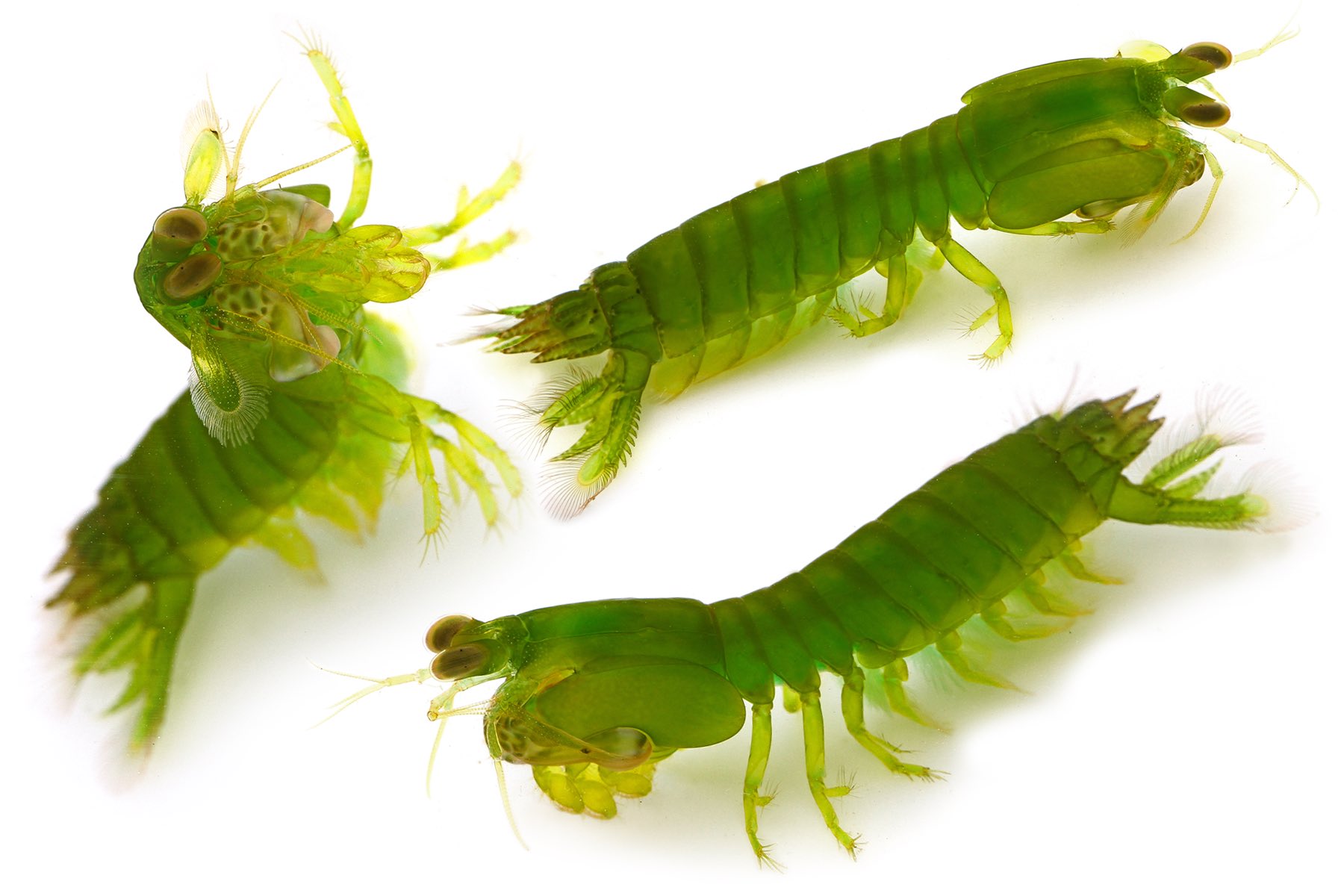 ゆうじ 西表島で見つけたフトユビシャコモドキ たぶん 古いサンゴ礫の割れ目から見つけたけど 高知でも沖縄本島でもだいたい似たような場所にいるんだね 緑色の綺麗な個体はどこで見つけても嬉しくなる ー 他の生き物 特にカニと一緒にケース