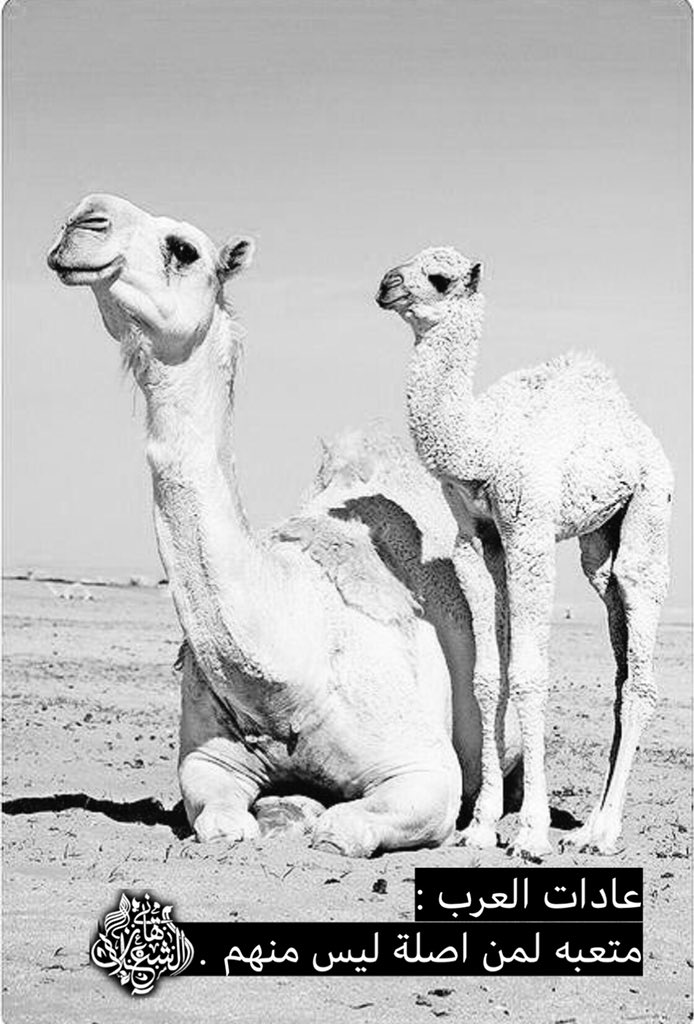 بن شعلان tweet media