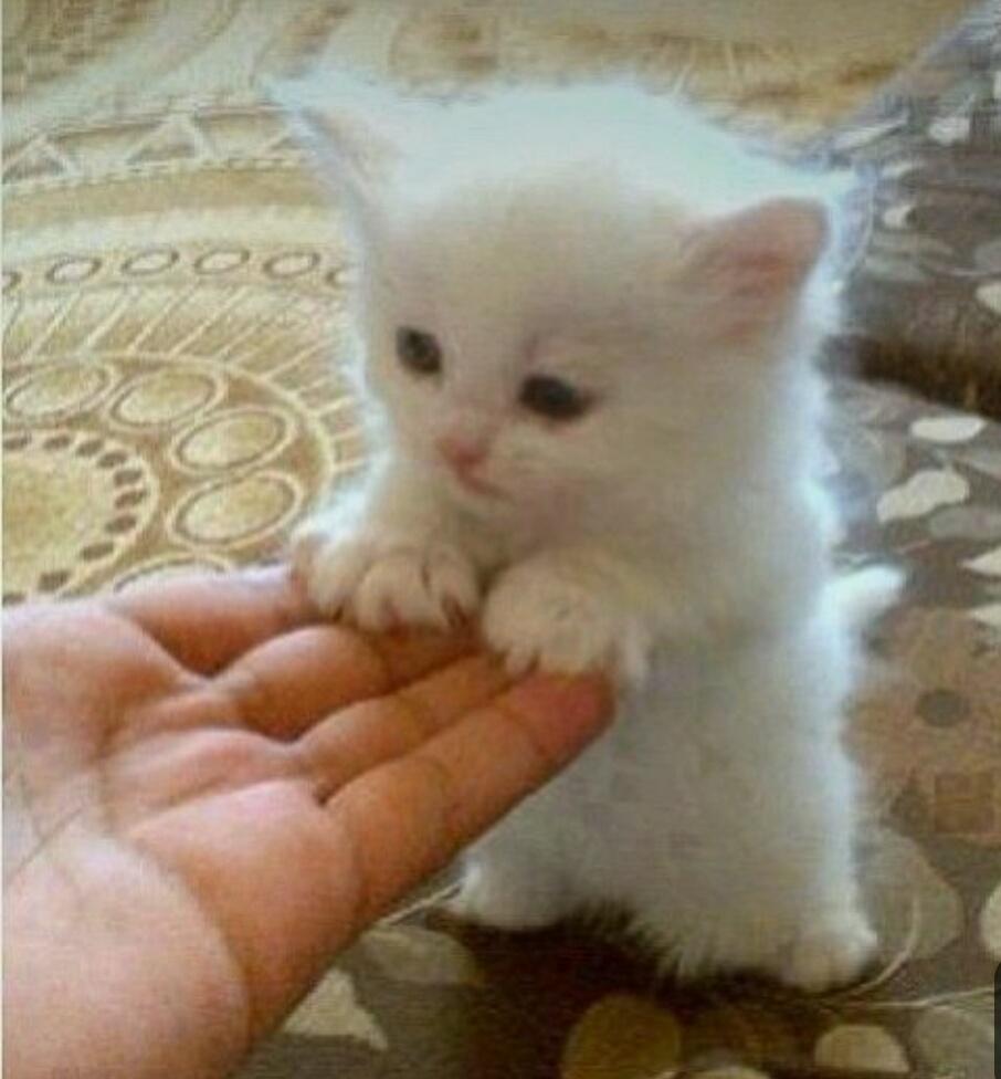 Белый маленький котик