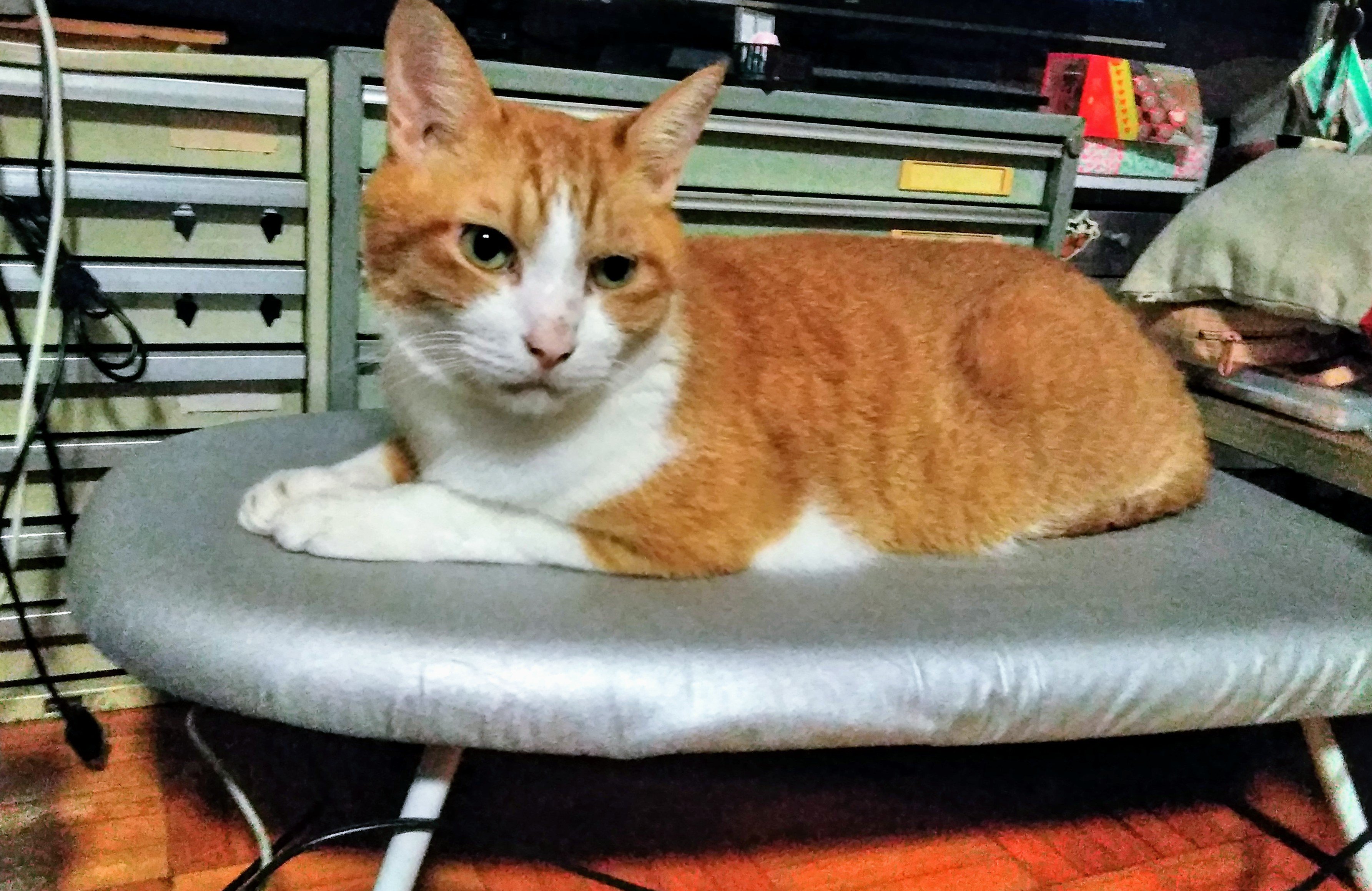 今日の陸サーファー 陸サーファーって死語か #陸サーファー #死語 #猫
