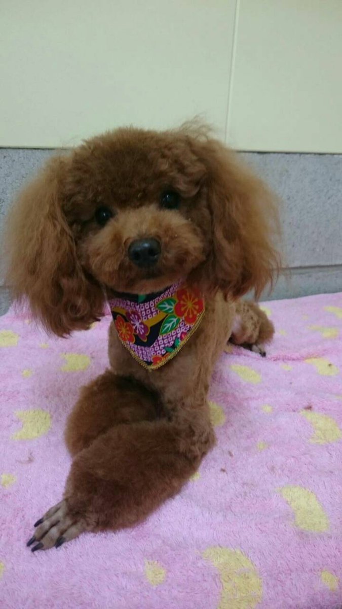 わんこと暮らし Underzero90 Twitter