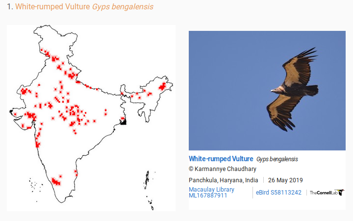 birdcountindia's tweet photo. This #VultureAwarenessDay, we ask: what is the *current* distribution of vultures, after the shrinkage in range of the past 25 years?

Here is the distribution of the 9 species of Indian vultures, from 1000s of observations of birders uploaded to eBird
https://t.co/moWPuFAI60 https://t.co/HLoTy6ryPC