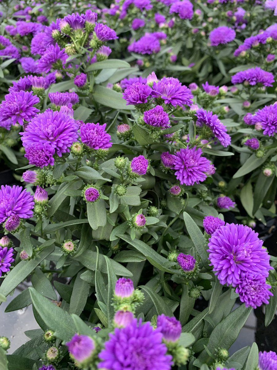 Jones Garden Centre On Twitter Just Some Of Our Autumn Bedding Plants Range To Brighten Up Hanging Baskets Pots Or Even Borders Lots More Colour In Store Plants Gardeningtips Https T Co Rc2ecdc20j