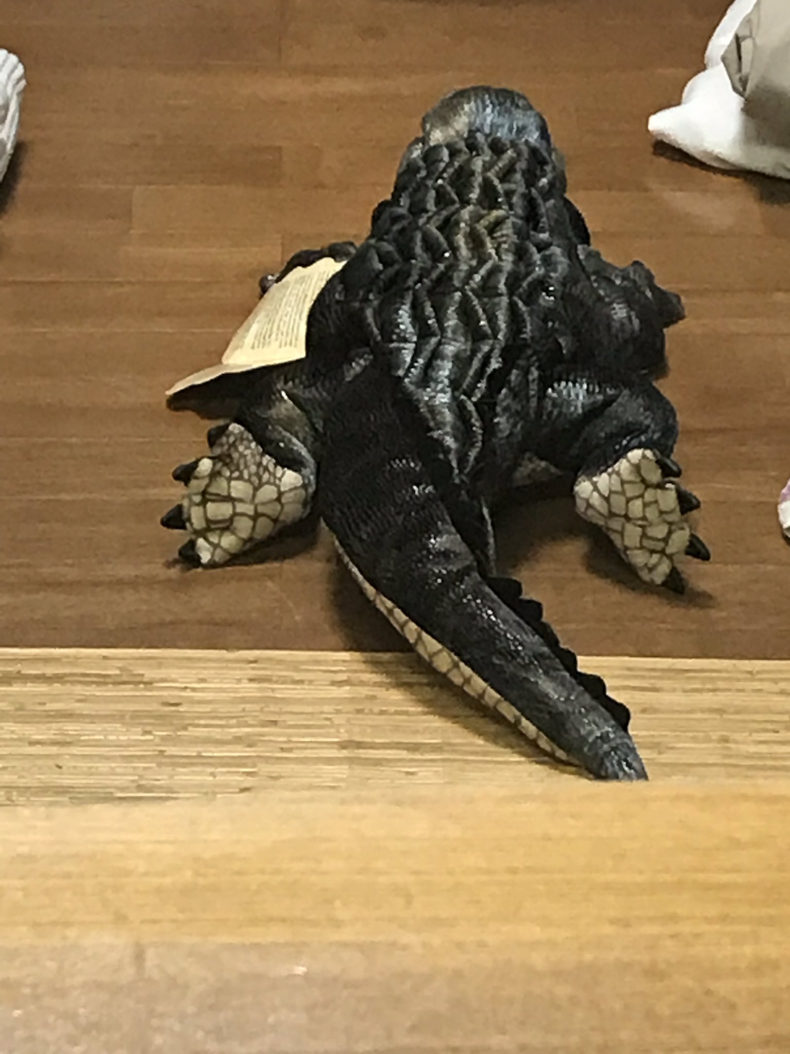 エバーグレーズ国立公園 Twitter Search Twitter