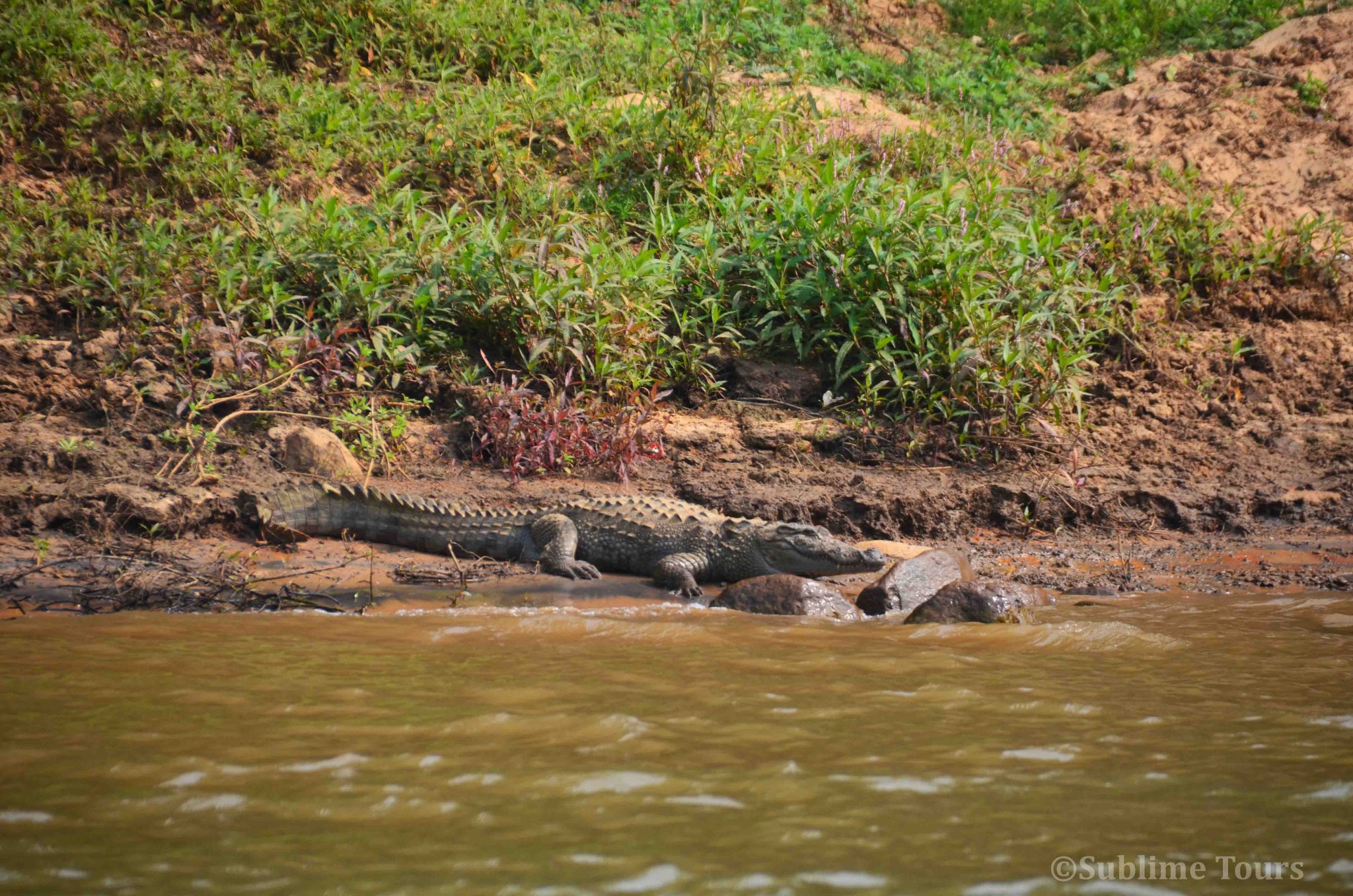 Crocodile
