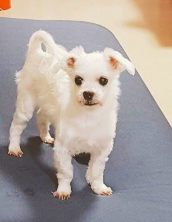 muttituqui's tweet photo. Dios, es que no me voy a cansar de decir que Gureum es hermoso, enserio. ¡Miren, miren, miren! Merece el amor de todo el pinche mundo.

#LatinoamericaLovesGureum 
@BTS_twt https://t.co/7GPQmPvacp