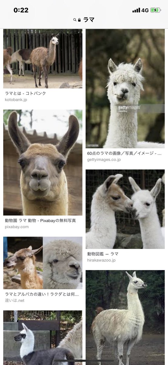 樫木3号 ラバ ラバ 騾馬 英語 Mule ラテン語 Mulus は 雄のロバと雌のウマの交雑種の家畜である T Co Vxr6kyqu4i Twitter