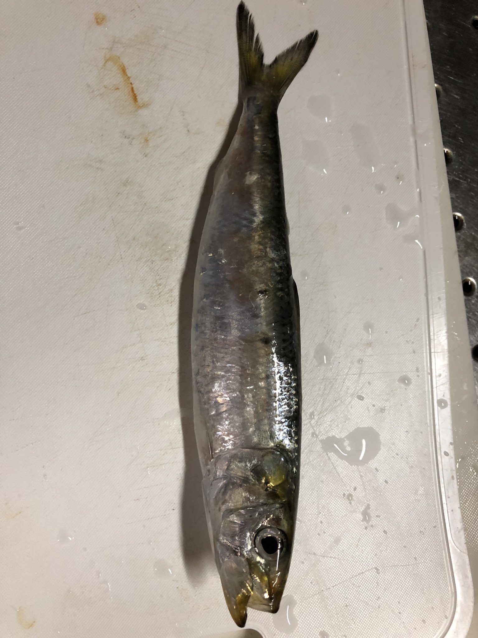 たかさん 実は先日 新潟にサビキ釣りに行ってました 天気良くて100匹以上は釣れたので美味しく頂きます ๑ ᴗ 新潟 岩船 釣り サビキ釣り T Co Wli7mccffd Twitter