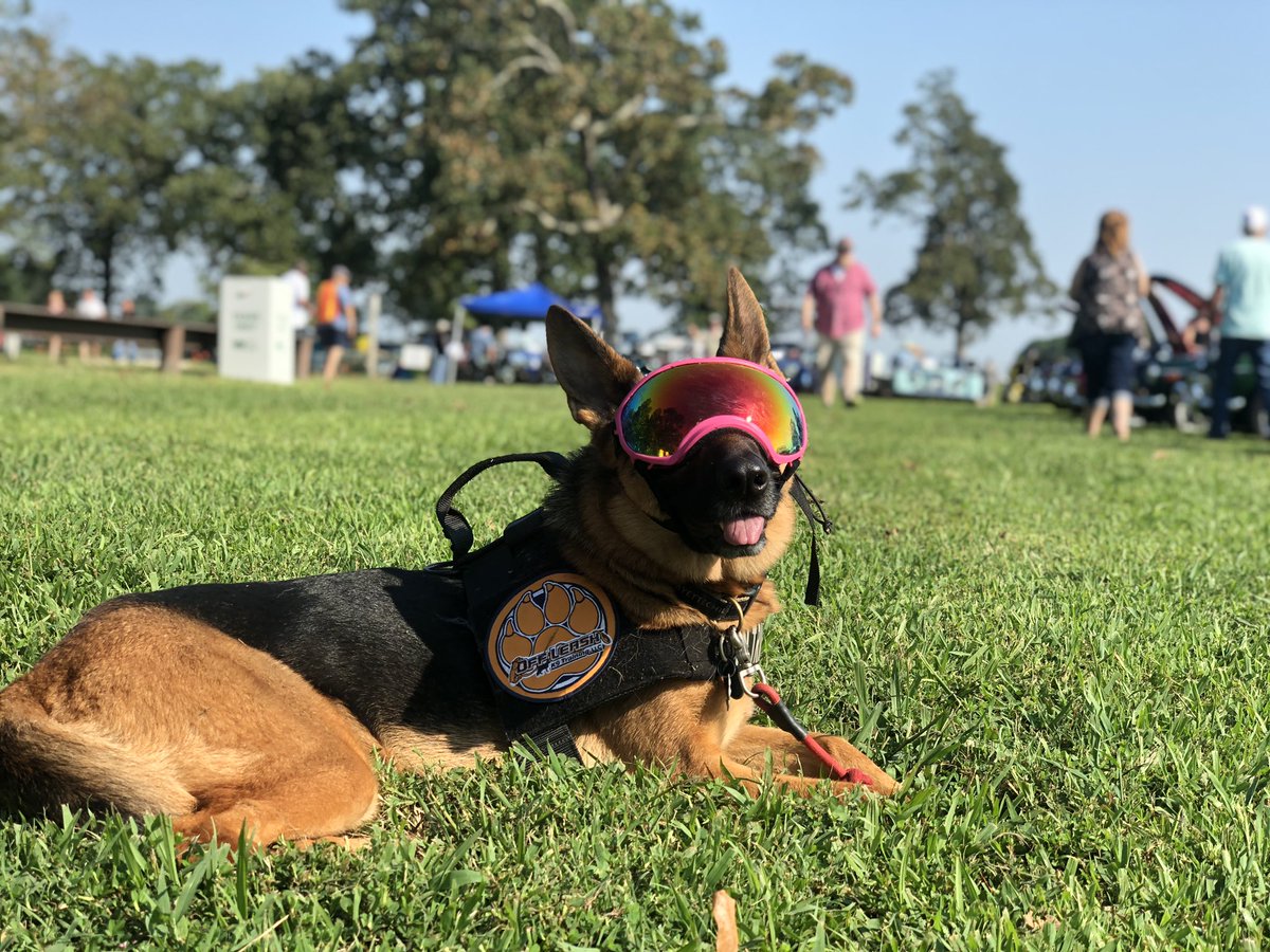 OLK9_Arkansas's tweet photo. Get out and enjoy another beautiful weekend with your pups! @rexspecsk9 #doggles #dog #GermanShepherd #arkansas #uark #wps https://t.co/FgjqDHLTM1