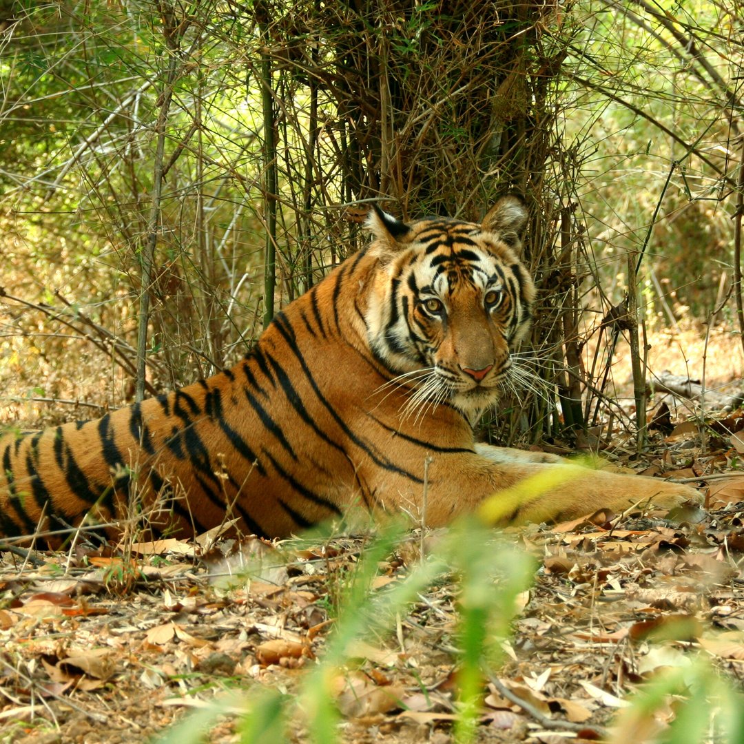 Fortunately this handsome guy's looking chilled out at the moment!⁠ pedalnation.co.uk/tour-item/raja…
⁠
#tiger #cycleindia #cyclingholiday #cycletour #wildlife #traveldeeper ⁠#theglobewanderer #roamtheplanet #rajasthan #travelpics #travelphotography⁠
⁠