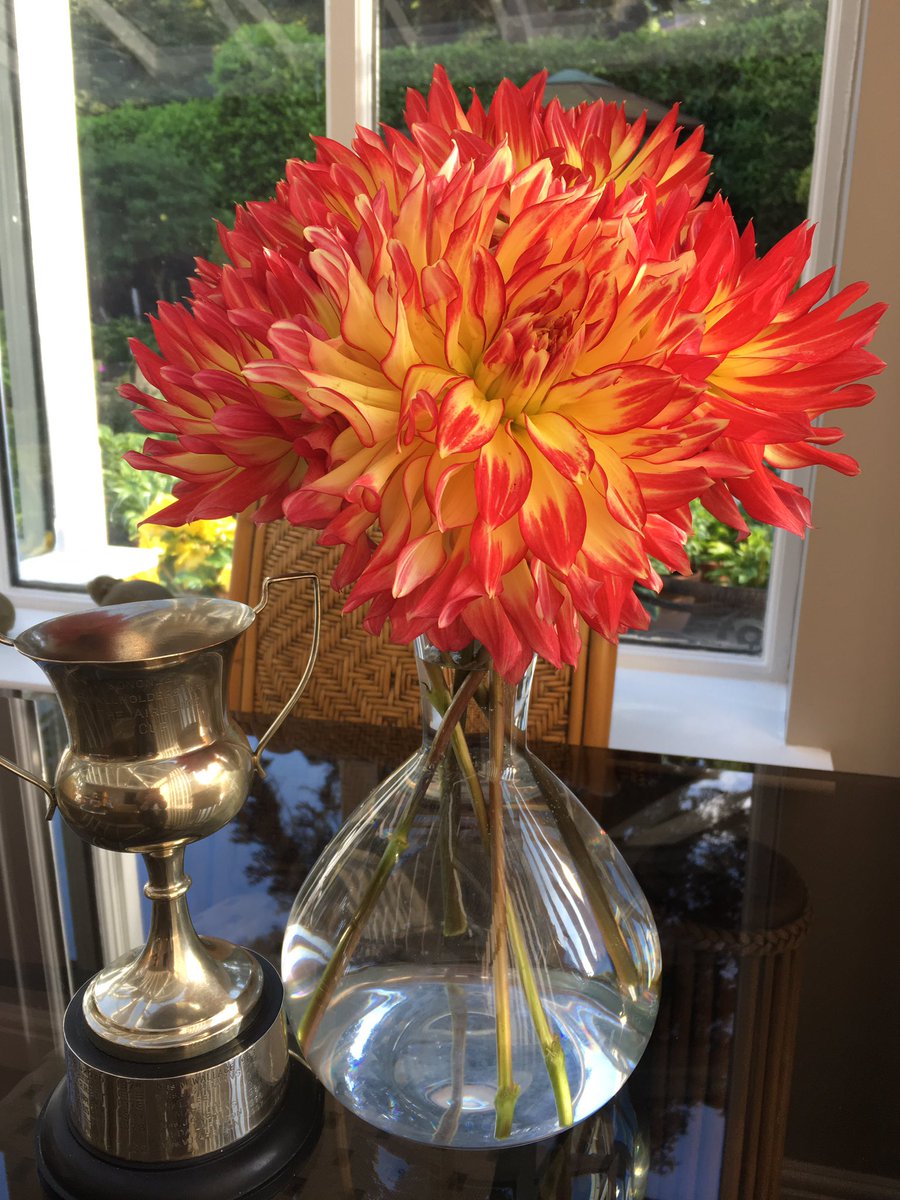 cononleyhall's tweet photo. Beautiful flowers from the Cononley “Make it, Bake it, Grow it” show, plus a cup for my baking too!!
#greenfingers #butnotmine https://t.co/VLeuFkjdqG