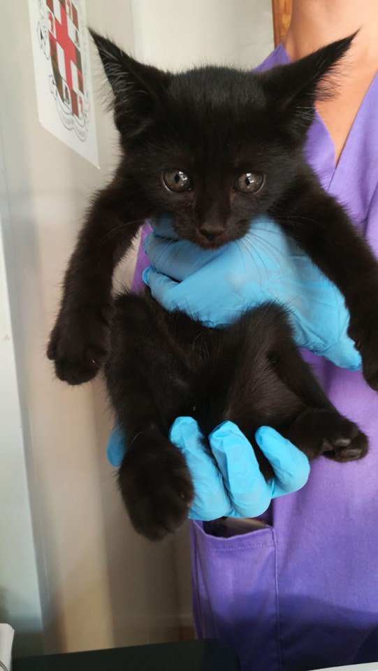 SevenLivesAlmer's tweet image. Está en perrera de #Almería. Se llama Ávila y es una belleza! Por favor, #Adopcion! Zoosanitario de Almería #LosGatosSeQuedan #AlmeríaFelina #SOSFelinos #Almeria #Almeria2019 #gato #gatos #cat #cats #feral #CES #CER #tnr #vivaelcer #empatia #Adopta #bastaya #maltratoanimal #SOS