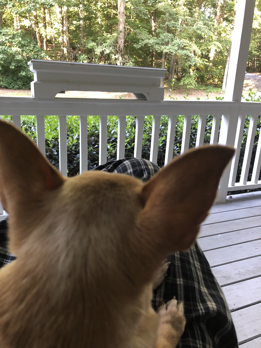 SouthernShop's tweet image. Relaxing morning