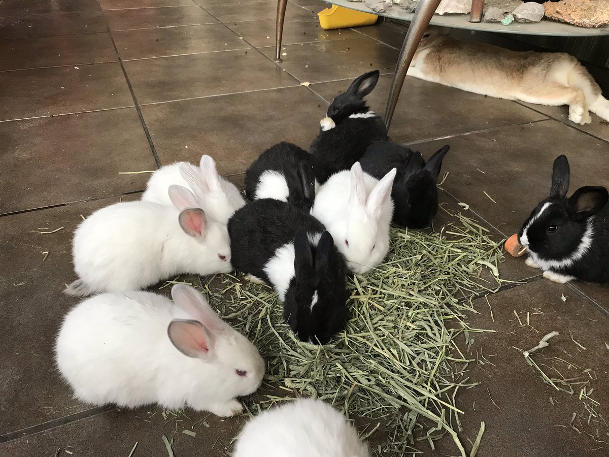 solar_paula's tweet image. #AdoptaNoCompres regalamos #Conejitos buscan hogar #Mascotas